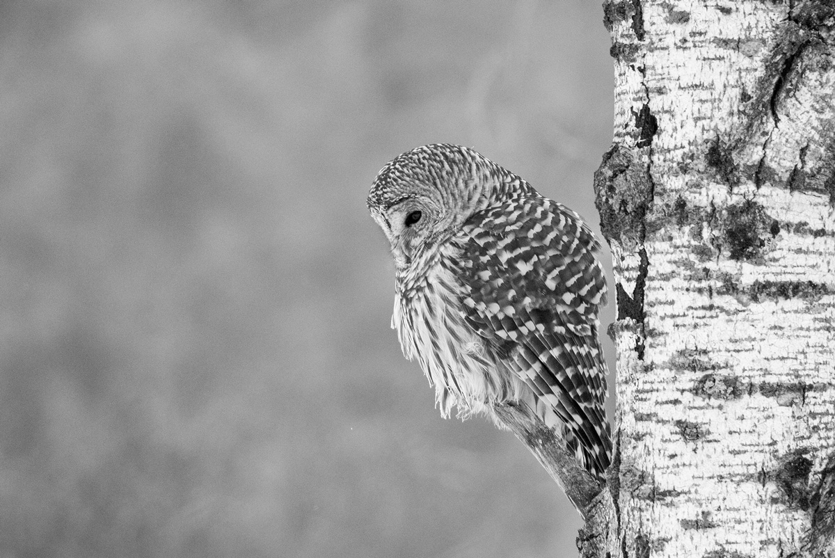 Barred Owl at Rest