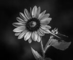 Sunflower at NC Museum of Art