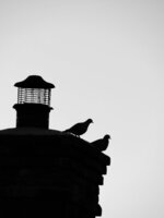 Pigeons on the Chimney Pot