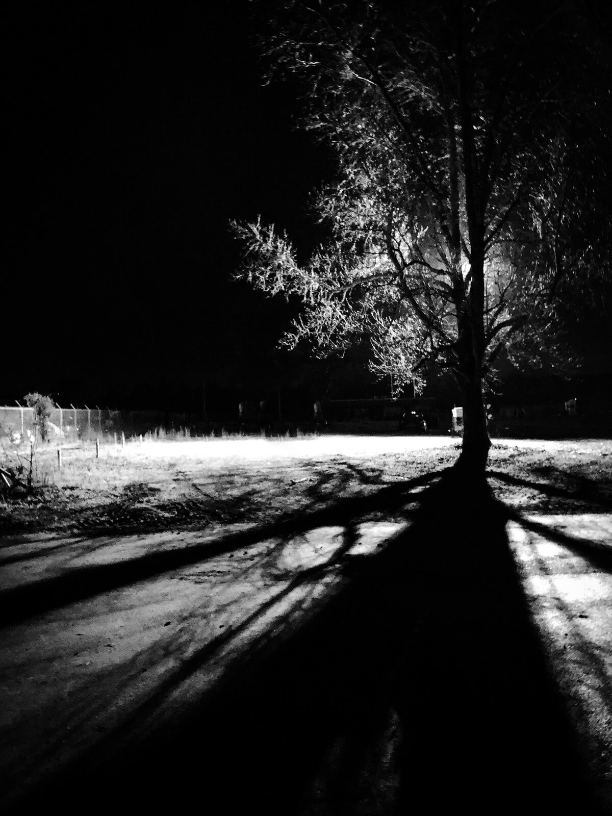Illuminated Oak at Night