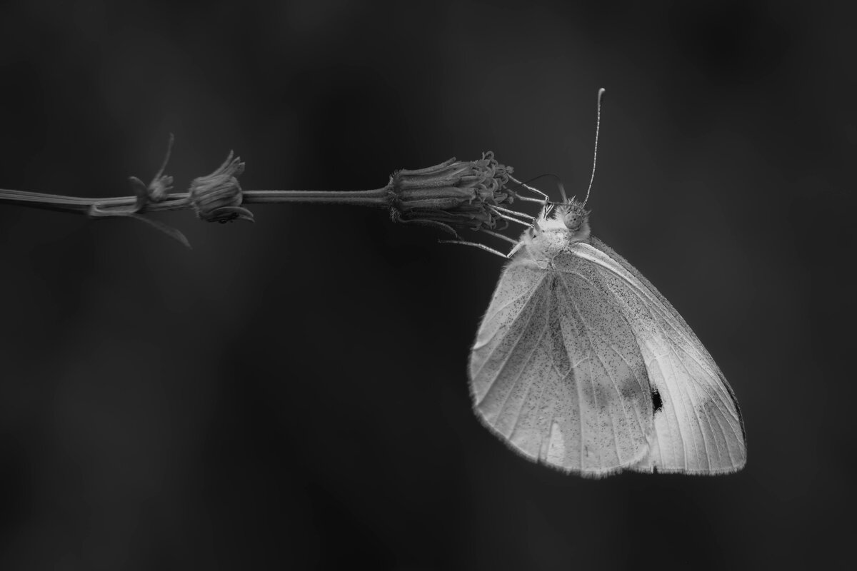 Cabbage White at Yates Mill