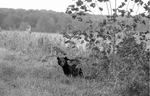 Black Bear in the Brush