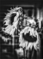Wilted Sunflowers