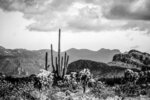 Tonto National Forest