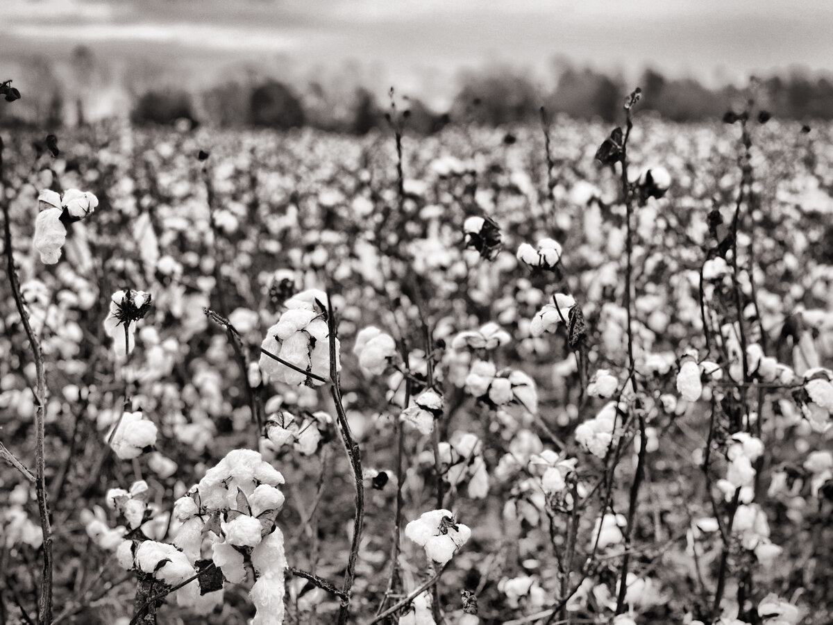 Cotton Field Before the Storm
