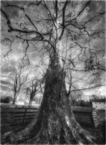 Sycamore at Somerset