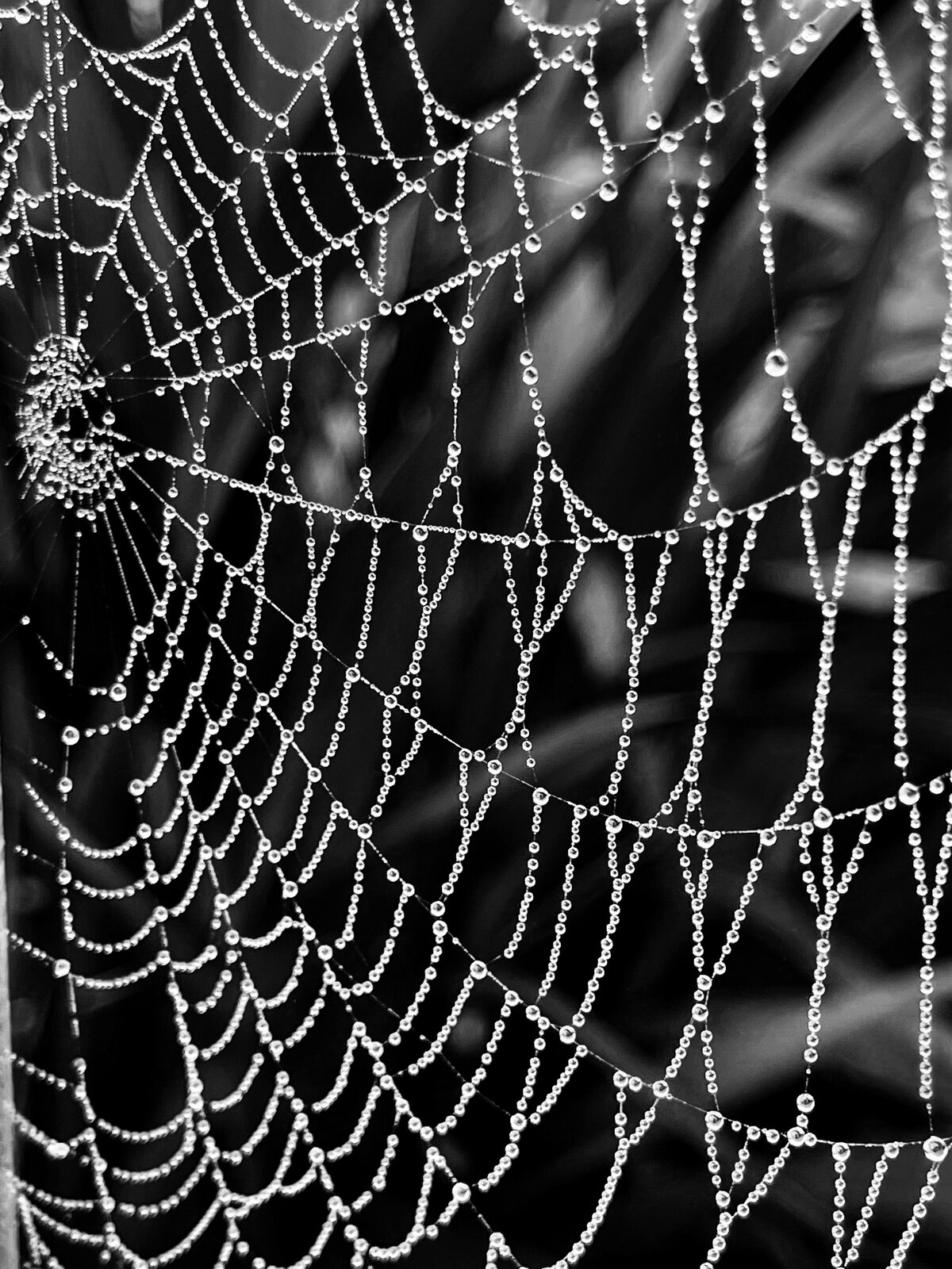 Dew-Strung Web
