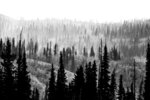 Misty Pine Ridge