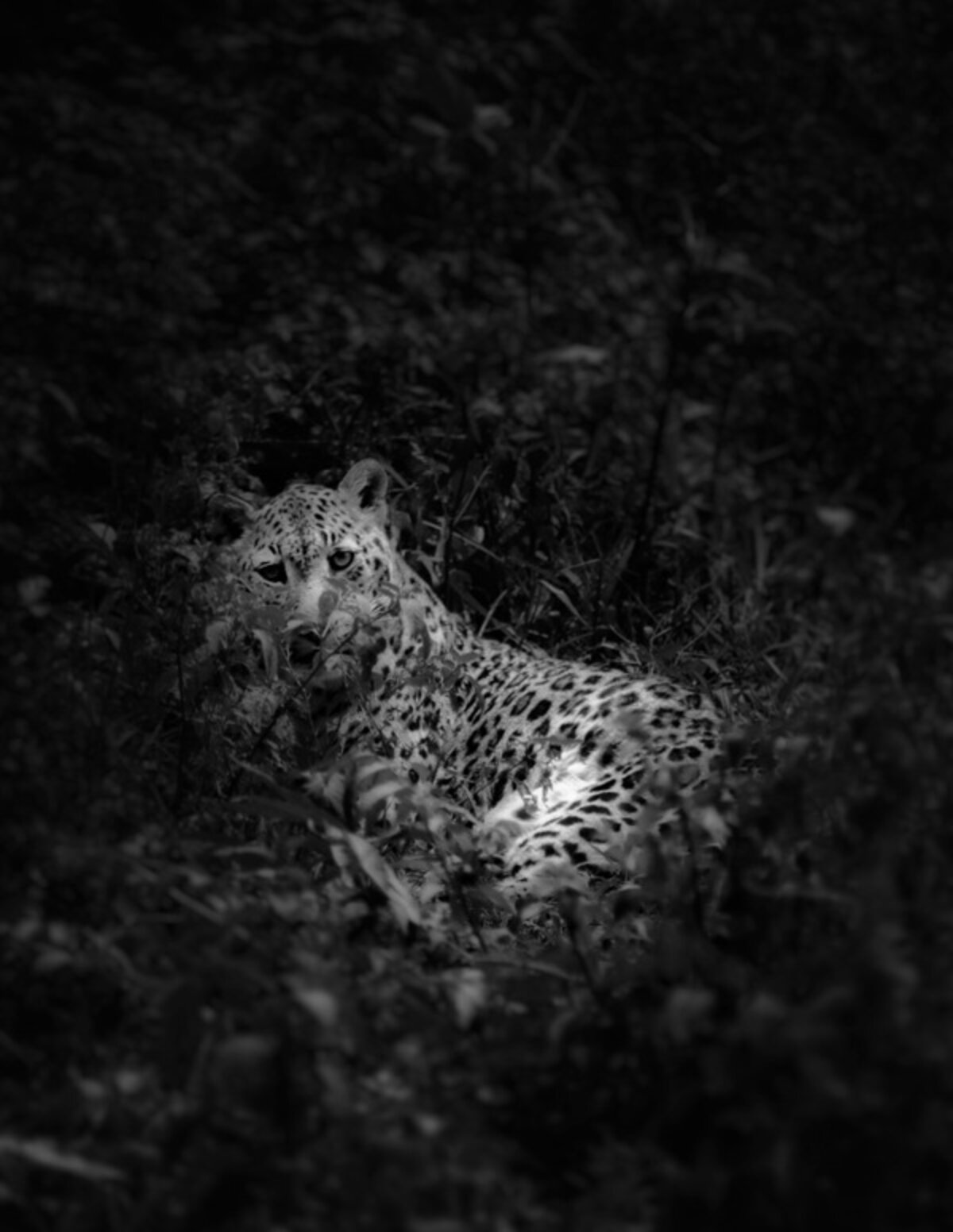 The Man-Eater