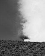 Lone Tree Against the Smoke