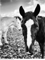Filly