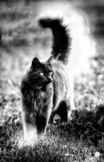 Elegance Feline