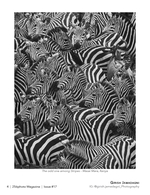 the odd one among stripes